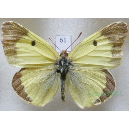 Colias erate (Esper, 1805) male from Szlaczkoń erate Czech61